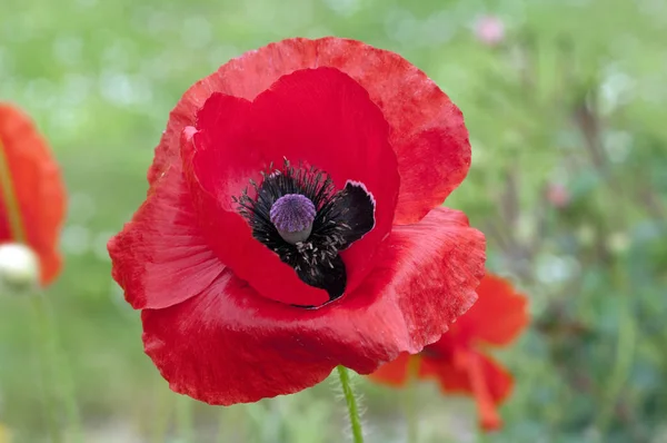 Mooi Botanisch Schot Natuurlijk Behang — Stockfoto