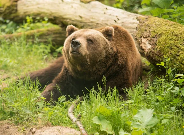 Barna Medve Állat Grizzly — Stock Fotó