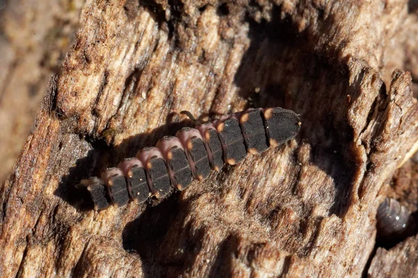 Primo Piano Bug Natura Selvaggia — Foto Stock