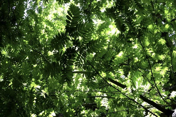 Ένας Θόλος Από Πράσινα Φύλλα Και Δέντρα Που Φαίνονται Από — Φωτογραφία Αρχείου