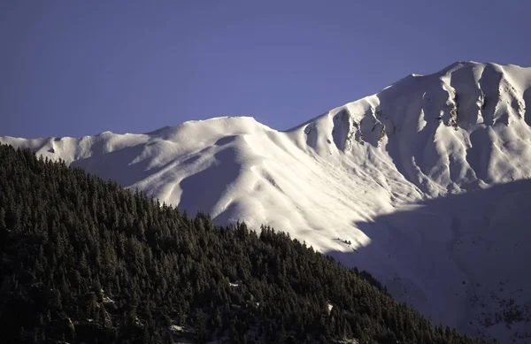 Een Uitzicht Verre Besneeuwde Alpenberg Voorgrond Naaldbomen — Stockfoto