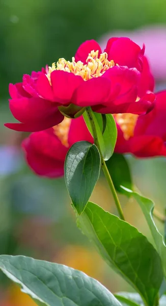 Peony Fresh Flower Petals Garden Flora — Stock Photo, Image