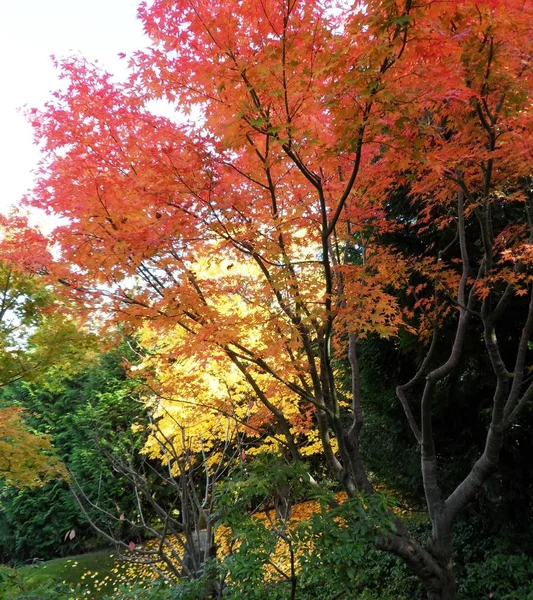 Berlin Marzahn Gardens World Autumn Trees Chinese Garden — ストック写真