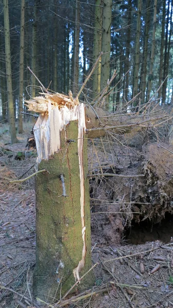 Birch Trunks Forest — Stock Photo, Image