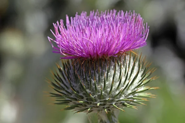 Gewöhnliche Baumwolldistel Onopordum Acanthium — Stockfoto