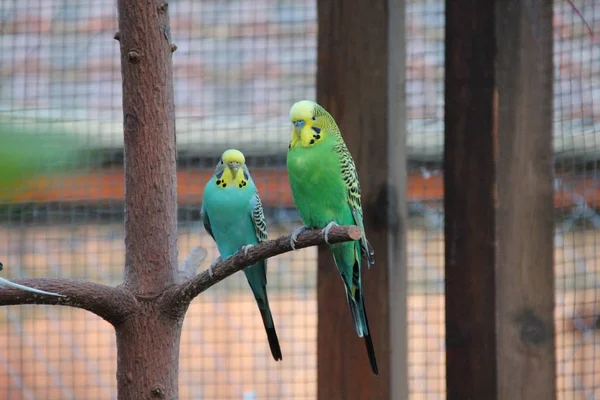 Budgies Estão Sentados Uma Filial — Fotografia de Stock