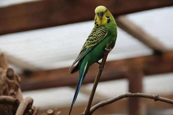 Budgie Zit Een Tak — Stockfoto