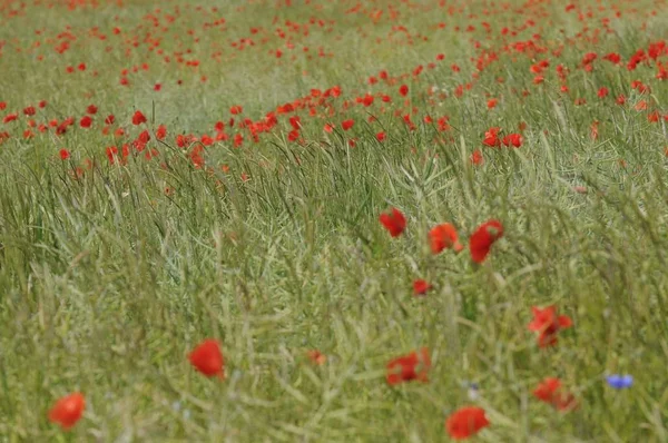 美しい野生のケシの花の近景 — ストック写真