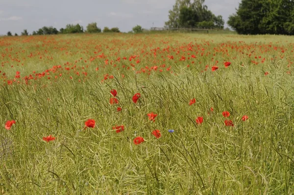 Close Uitzicht Mooie Wilde Papaver Bloemen — Stockfoto