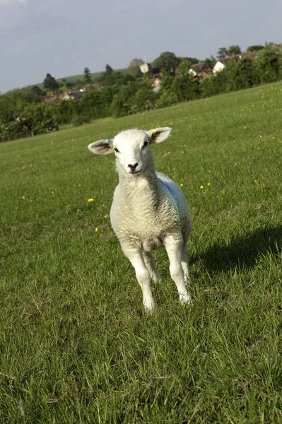 カメラを見る芝生のフィールドに1つのWiltshireロングホーン子羊 角度ビュー — ストック写真