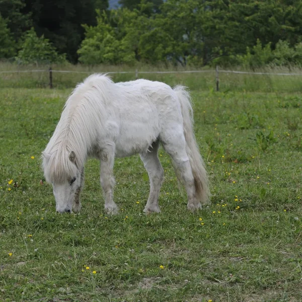 Paarden Overdag Buiten — Stockfoto