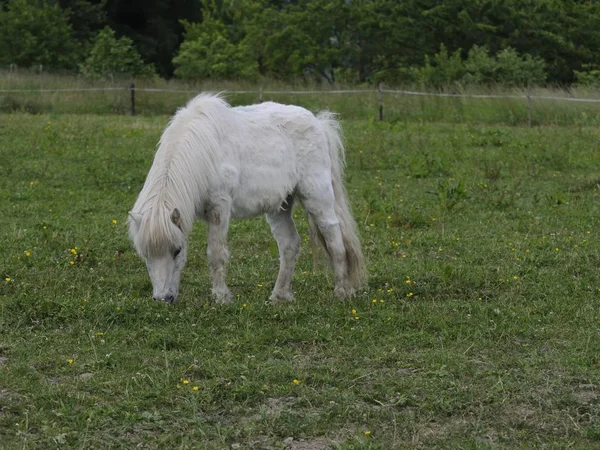 Cheval Dans Pâturage — Photo