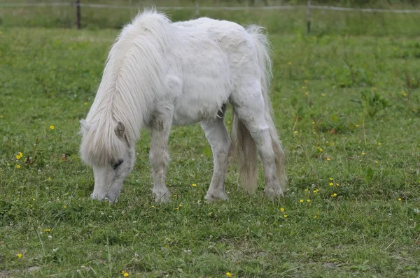 Paard Wei — Stockfoto