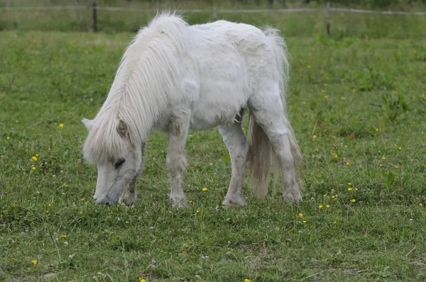 Cheval Sur Pâturage — Photo