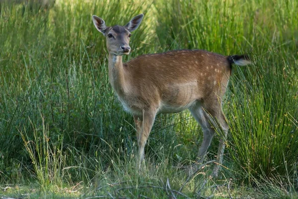 Young Damhirsch Young Fallow Deer — 스톡 사진
