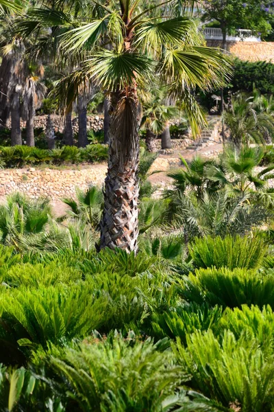 Tropikalne Palmy Liście Flory — Zdjęcie stockowe