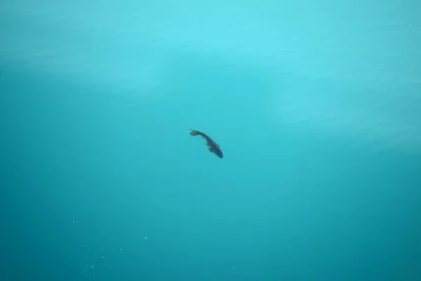 Frische Fische Zie Spanje — Stockfoto