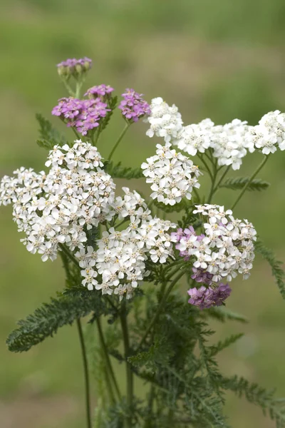 Vacker Botanisk Skott Naturliga Tapeter — Stockfoto