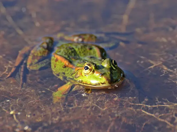 Sapo Comestível Verde Sapo Europeu Sapo Água Comum — Fotografia de Stock