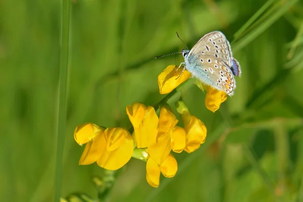 Gros Plan Sur Les Insectes Mise Point Sélective — Photo