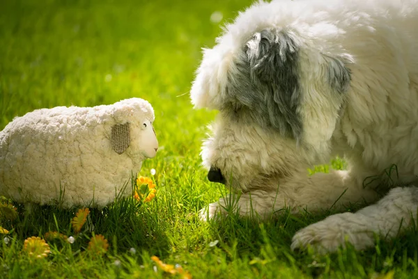 Schafe Und Lämmer Auf Dem Gras — Stockfoto