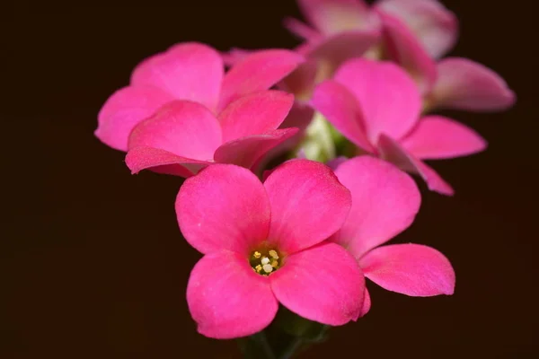 Mooi Botanisch Schot Natuurlijk Behang — Stockfoto