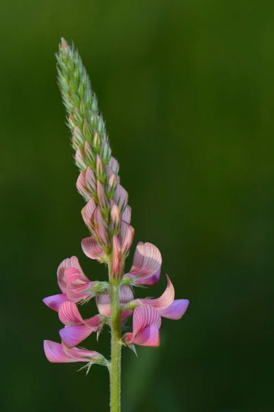 Tembakan Botani Yang Indah Kertas Dinding Alami — Stok Foto