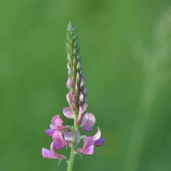 Tembakan Botani Yang Indah Kertas Dinding Alami — Stok Foto