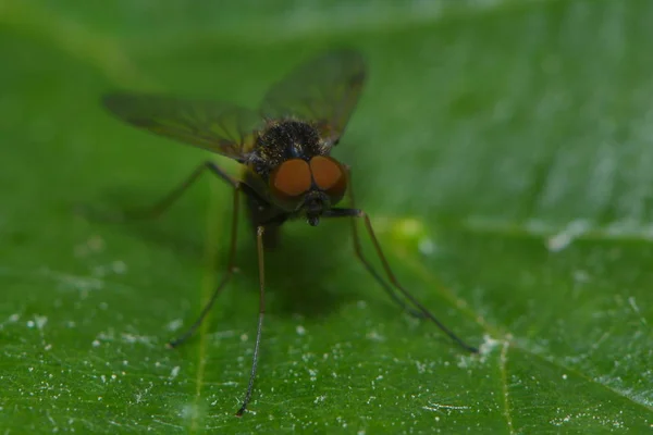 Fliege Auf Dem Grünen Blatt — Stockfoto