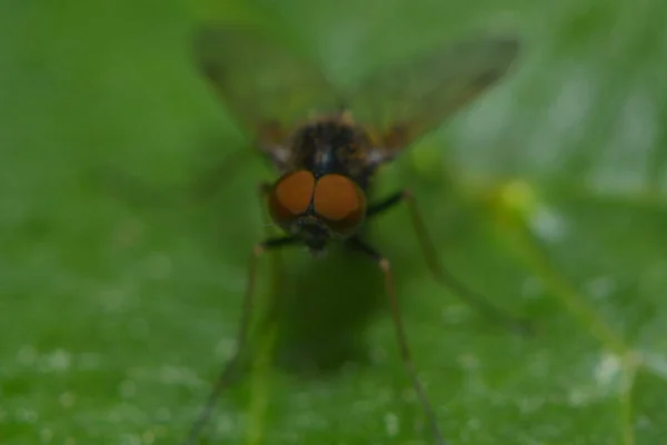 Makroaufnahme Einer Fliege Blatt — Stockfoto