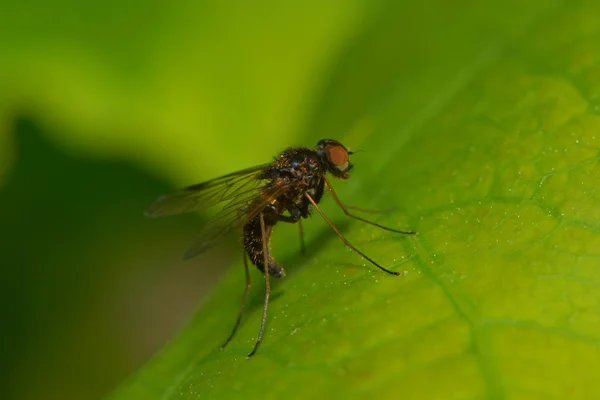 Fly Green Leaf — Stock Photo, Image