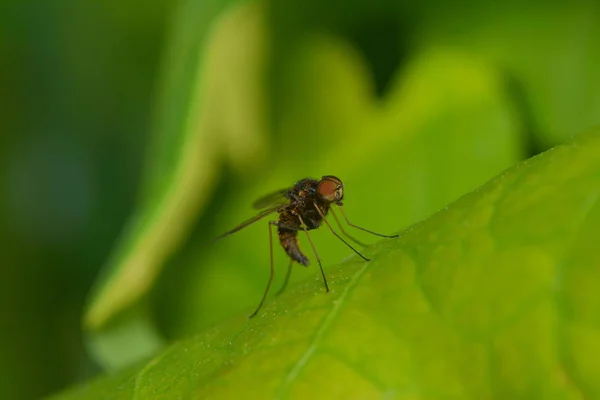 Fly Green Leaf — Stock Photo, Image