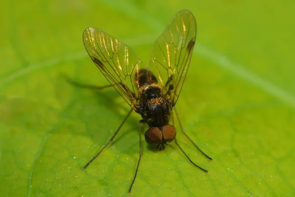Fly Leaf — Stock Photo, Image