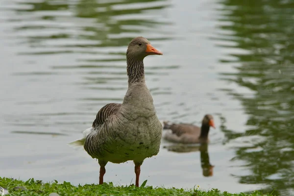 Graugans Sur Lac — Photo