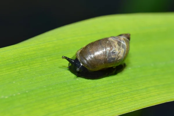 葦の葉の上のSpitzschlammschnecke — ストック写真