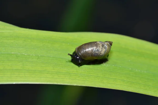 Spitzschlammschnecke Sobre Hoja Hierba Caña —  Fotos de Stock