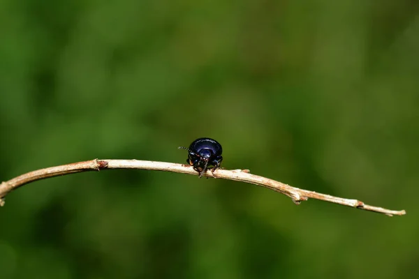 Primer Plano Error Naturaleza Salvaje — Foto de Stock