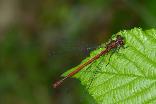 Una Libélula Roja Sobre Una Hoja Verde —  Fotos de Stock