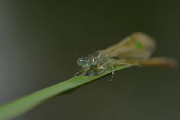 Jonge Libel Die Zijn Vleugels Droogt — Stockfoto