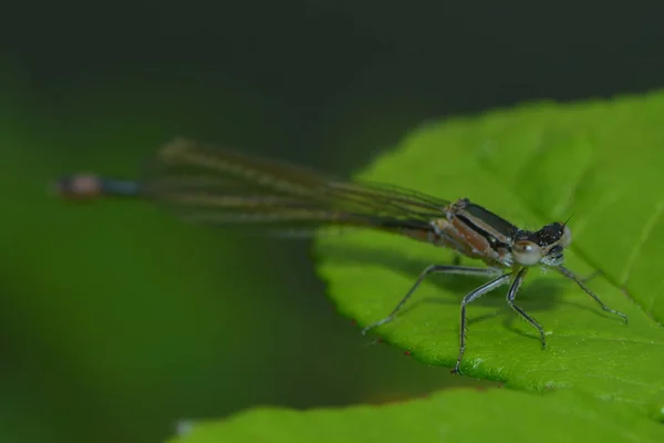 Libellen Insecten Flora Fauna — Stockfoto