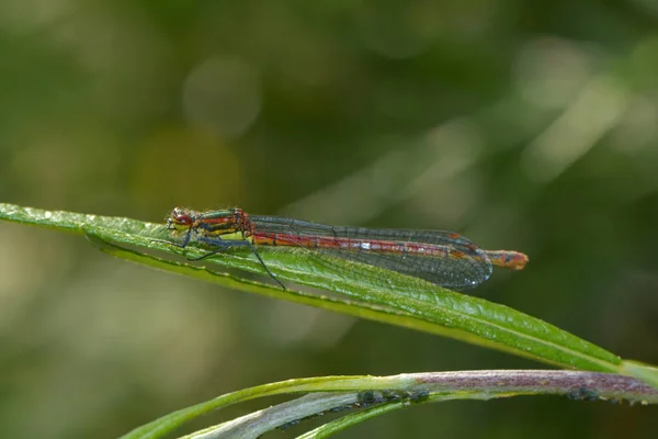 Tiro Macro Uma Libelinha Verde — Fotografia de Stock