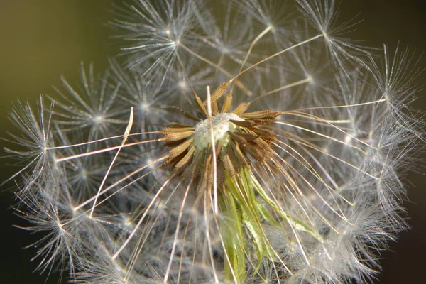 Vacker Utsikt Över Naturliga Maskros Blomma — Stockfoto