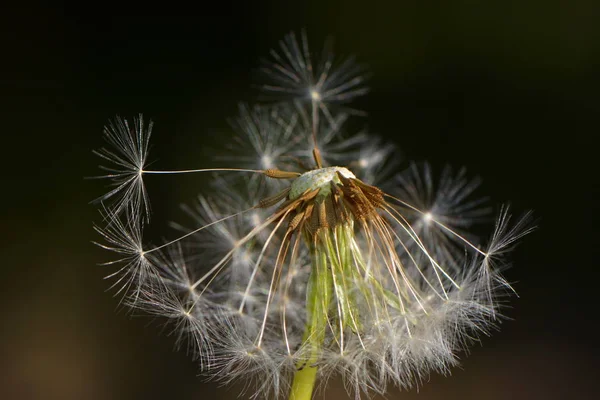 天然のタンポポの花の美しい景色 — ストック写真