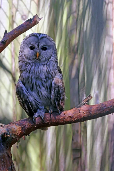 Vue Panoramique Bel Oiseau Nature — Photo