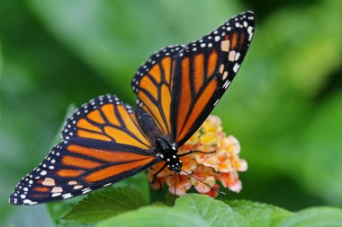 macro shot of african monarch or common tiger danaus chrysippus clipart