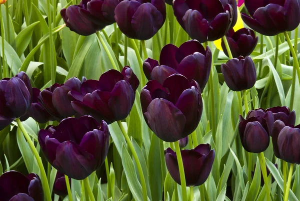 Schöne Aussicht Auf Natürliche Tulpenblumen — Stockfoto