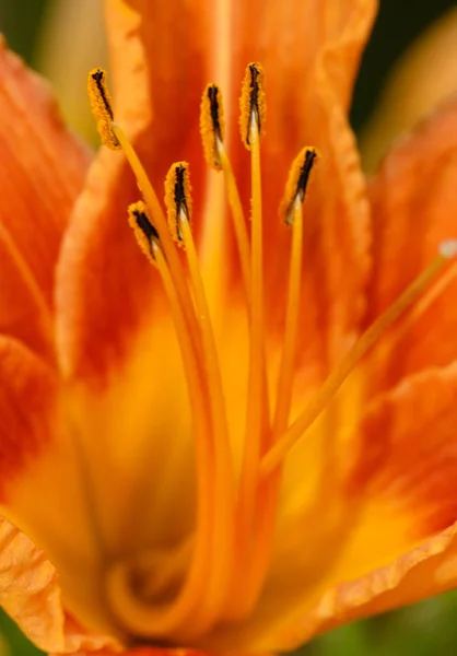 Vista Panoramica Bellissimo Fiore Iris — Foto Stock