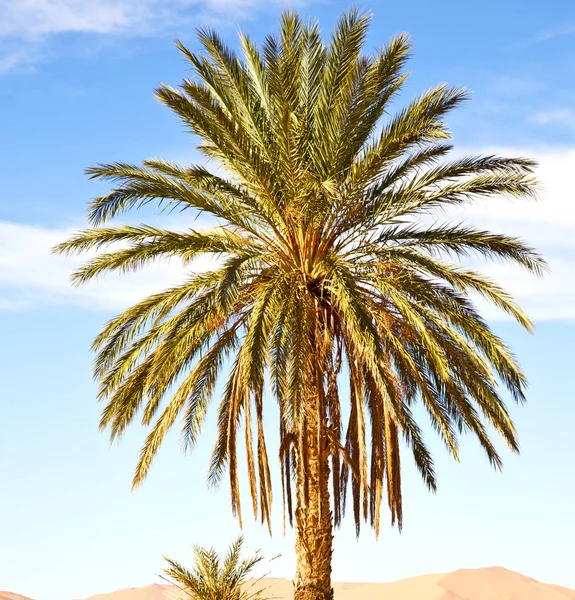 Palm Desert Oasi Morocco Sahara Africa Dune — Stock Photo, Image