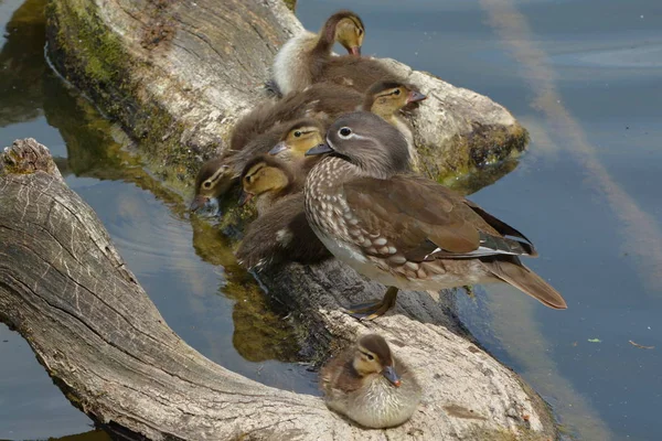 Mandarin Brud Med Dam — Stockfoto