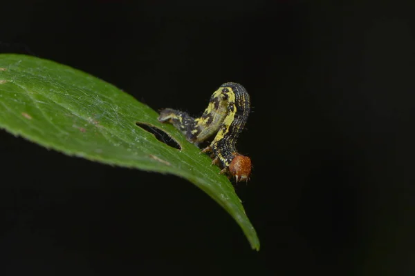 Nahaufnahme Von Schönen Bunten Schmetterling — Stockfoto